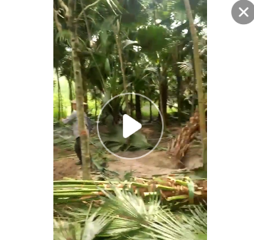 福建大量精品蒲葵桿高1-6米，土地到期，便宜處理