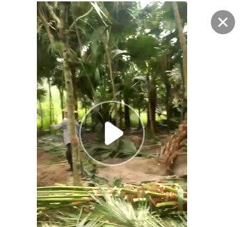 福建百畝精品蒲葵桿高1-6米，低價處理，自家貨源，量大從優