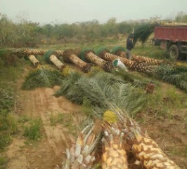 福建大量批發精品耐寒中東海棗桿高2-6米，價格便宜成活率高