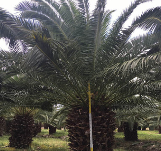 精品斷根加拿利海棗桿高1-2-3米低價批發，成活率高，量大從優