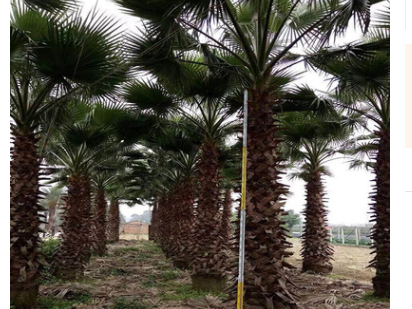 低價處理精品粗壯老人葵（華棕）桿高2-7米，量大從優，成活率高