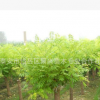 專業(yè)種植金葉槐 綠化風(fēng)景苗木金葉槐 抗風(fēng)性強(qiáng)金葉槐 量大優(yōu)惠
