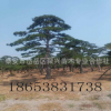 專業(yè)出售景觀造型景松 樹形優(yōu)美景松 造型獨(dú)特景松 質(zhì)優(yōu)價(jià)廉