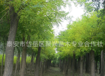 優質黃金槐種植熱賣各種規格黃金槐 量大從優 優質黃金槐