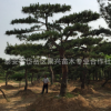山東泰安專業(yè)銷售造型松 園林景觀精品造型松 造型松多少錢一棵$