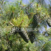 精品推薦各種規(guī)格華山松 耐寒耐旱華山松 質(zhì)優(yōu)價(jià)廉華山松