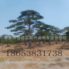 園林長期銷售景松景松價(jià)格合理 來電咨詢 供應(yīng)造型景松