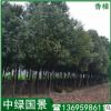 香樟批發(fā) 香樟小苗行道樹綠化工程苗 廠家批發(fā)