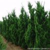 基地直銷綠化工程苗木檜柏 塔柏 蜀柏小苗 規(guī)格齊全