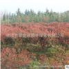 紅葉石楠球批發園林道路色塊綠化苗木高桿紅葉石楠球樹苗綠籬植物