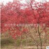 日本紅楓樹苗批發綠化苗木日本紅楓精品盆景行道風景觀葉植物