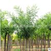 國槐樹苗批發國槐小苗 黃金槐園林綠化苗木行道綠植規格齊全