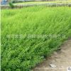 基地直銷小葉女貞苗綠化工程苗四季常青色塊綠籬量大優惠小葉女貞