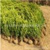 基地批發瓜子黃楊苗綠化苗木行道綠籬庭院觀葉植物量大從優黃楊苗