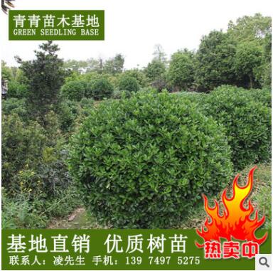 基地直銷湖南苗木大葉黃楊苗 黃楊球批發(fā) 價格優(yōu)惠