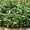批發湖南景觀茶花 灌木類茶花小苗 公園庭院觀花植物茶花苗