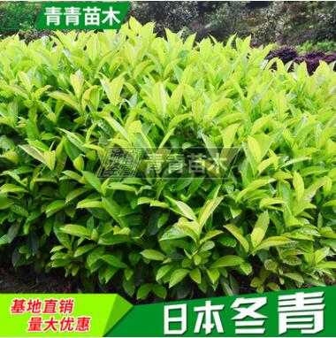 綠籬笆專用苗法國冬青 綠化用樹珊瑚樹 四季常青庭院植物日本冬青