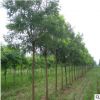 基地批發(fā)國槐小苗 金枝國槐 規(guī)格齊全工程綠化苗 速生國槐