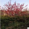 基地直銷紅葉碧桃 紅葉桃 紅花碧桃 紫葉桃 規(guī)格齊全 量大優(yōu)惠