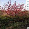 基地直銷紅葉碧桃 紅葉桃 紅花碧桃 紫葉桃 規(guī)格齊全 量大優(yōu)惠