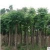 基地供應綠化苗木 優(yōu)質(zhì)欒樹苗 1-20公分規(guī)格齊全 綠化行道樹苗
