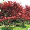 廠家直銷日本紅楓小苗批發(fā) 行道紅楓樹苗 庭院綠化樹 規(guī)格齊全
