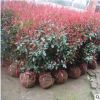 苗圃批發(fā)紅葉石楠小苗 庭院種植綠化苗 規(guī)格齊全 貨源充足