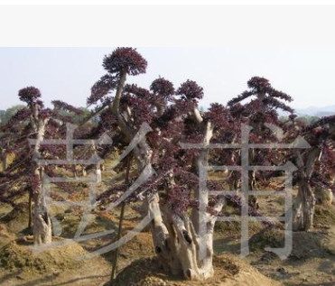 供應綠化苗木紅花桎木造型紅花繼木古樁紅花繼木紅檵木