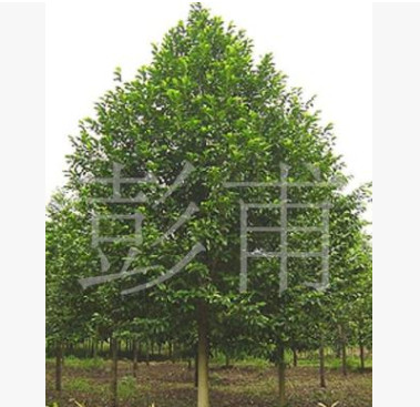 供應綠化苗木各種規格樂昌含笑含笑樹景葉白蘭