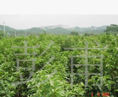 供應綠化苗木各種規格深山含笑光葉白蘭