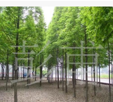 供應綠化苗木  池杉樹池柏樹