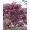紅楓大苗