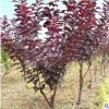 出售工程綠化紫葉李樹苗 根系發(fā)達 紅葉李小苗規(guī)格齊全貨源充足