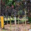 長沙飛鵬苗圃低價直銷紅花紫薇 ，工程綠化 高桿紫薇庭院風(fēng)景樹