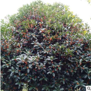 基地直供10/12公分的八月桂精品桂花樹移栽桂花量大價優(yōu)