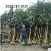 開陽桂花樹批發 5-7公分占地桂花樹 綠化樹 園林喬木 南方種植