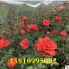 低價(jià)香水月季大花月季藤本品種月季緋扇粉扇口紅紅雙喜彩云等品種