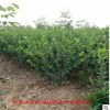 大葉黃楊籬笆苗大葉黃楊離小葉黃楊衛(wèi)茅