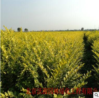 黃楊衛(wèi)茅金葉女貞苗金葉女貞球金葉女貞籬笆苗袋苗營養(yǎng)缽苗