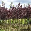 紫葉稠李