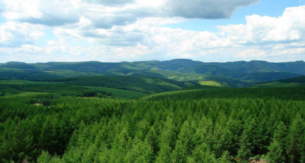 塞罕壩機械林場為“中國夢”貢獻“中國綠”