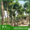 麻楝 福建規(guī)格齊全基地批發(fā)。廠家直銷行道庭院園林景觀綠化工程