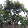 精品鳳凰木，鳳凰木移植苗袋苗基地供應 全冠鳳凰木 精品紅花楹