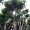 福建精品鳳凰木，鳳凰木移植苗袋苗基地 全冠鳳凰木 精品紅花楹