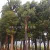 香樟 湖南香樟 *新香樟報價