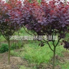 供應紅葉李.紅葉桃石楠、石榴