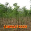綠化苗木批發(fā) 國槐樹苗 國槐小苗 速生國槐苗 大小規(guī)格齊全