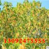 流蘇嫁接桂花苗 桂花樹苗 嫁接金桂 嫁接丹桂 當(dāng)年嫁接金桂