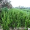 龍柏苗批發 嫁接龍柏苗工程綠化小龍柏 優質龍柏床苗直銷