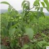 核桃樹苗 批發(fā)盆栽果樹苗嫁接8518紙皮核桃苗南北種植當年結果